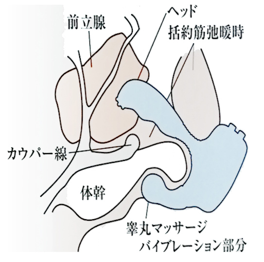 前立腺/エネマグラ